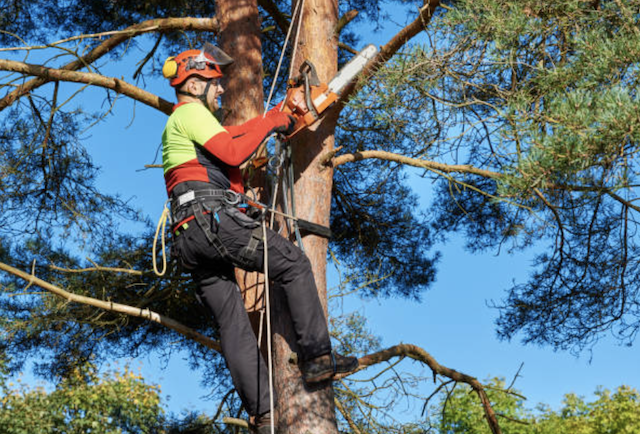 tree pruning hennepin