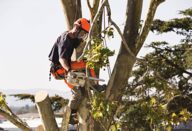 tree removal hennepin