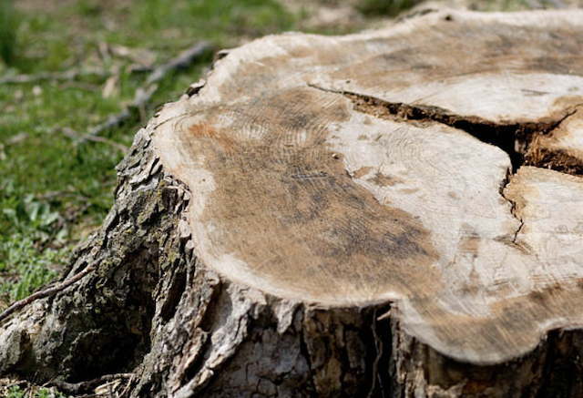 stump grinding Greenwood mn