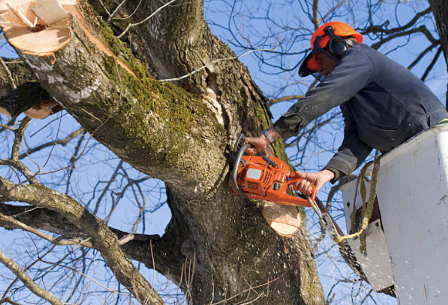 tree trimming Greenwood mn